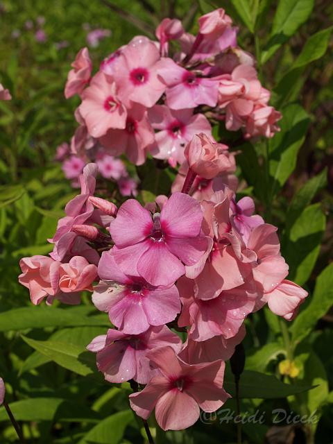 Phlox Paris_2.JPG